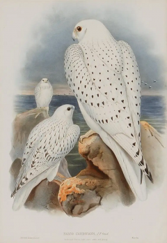 Henry Constantine Richter Greenland Falcon Falco Candicans A 19th C Hand colored Lithograph by Gould - 3041208