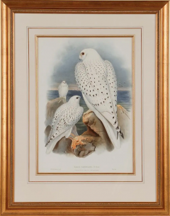 Henry Constantine Richter Greenland Falcon Falco Candicans A 19th C Hand colored Lithograph by Gould - 3041209