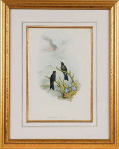 Henry Constantine Richter Thorn Bill Hummingbirds A Framed 19th C Hand colored Lithograph by Gould - 3113308