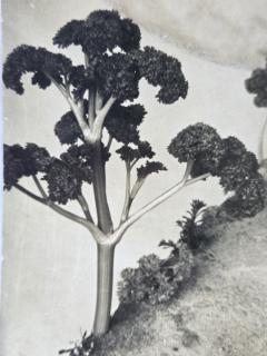 Henry Rox Henry Rox He was a Strange Little Figure Tommy Apple Banana land 1934 1940 - 4488135