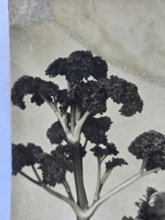 Henry Rox Henry Rox He was a Strange Little Figure Tommy Apple Banana land 1934 1940 - 4488138