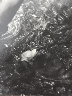 Henry Rox Henry Rox Mr Onion Shouting for Help 1936 Vintage Print - 4494873