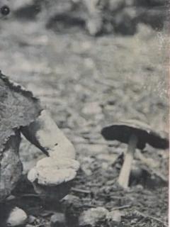 Henry Rox Henry Rox My Name is Cucumber He Said Silver Print c 1940 - 4508782