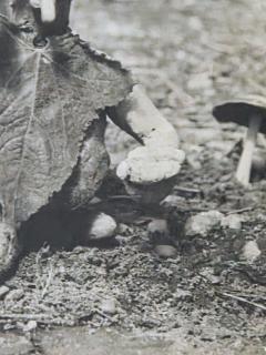 Henry Rox Henry Rox My Name is Cucumber He Said Silver Print c 1940 - 4508784