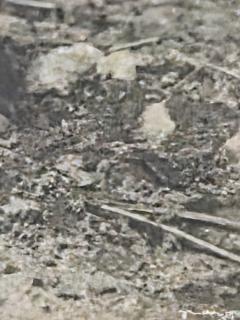 Henry Rox Henry Rox My Name is Cucumber He Said Silver Print c 1940 - 4508785