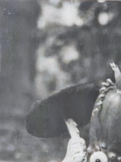 Henry Rox Henry Rox My Name is Cucumber He Said Silver Print c 1940 - 4508788