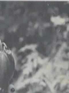 Henry Rox Henry Rox My Name is Cucumber He Said Silver Print c 1940 - 4508789