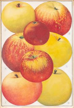 Herman Eggeling Apples - 4790067