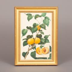 Herman Eggeling Apricots - 4780813