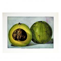 Herman Eggeling Avocado - 4780807