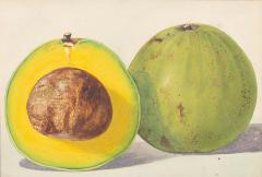 Herman Eggeling Avocado - 4790066