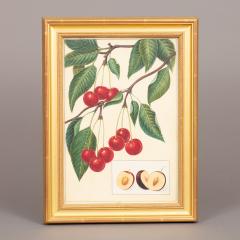 Herman Eggeling Cherries - 4780814