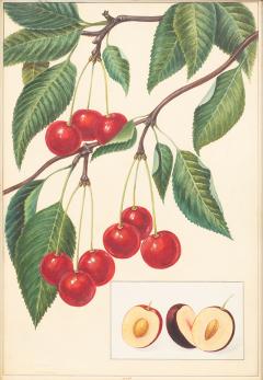 Herman Eggeling Cherries - 4790073