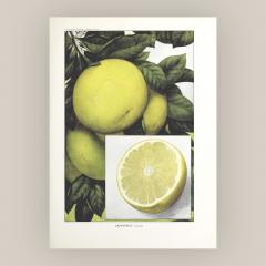 Herman Eggeling Grapefruit - 4780819