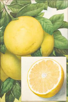 Herman Eggeling Grapefruit - 4790068
