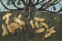 Herman Eggeling Peanuts and their Root System - 4790075