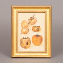 Herman Eggeling Persimmons - 4780811