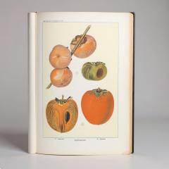 Herman Eggeling Persimmons - 4780820
