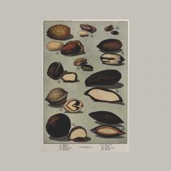 Herman Eggeling Walnuts - 4780821