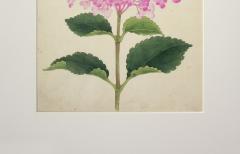 Hortensia rosea Japanese Hydrangea - 2080838