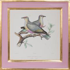 ICONOGRAPHIE DES PIGEONS BY CHARLES LUCIEN BONAPARTE IN PINK AND GILT FRAMES - 2722670