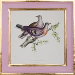 ICONOGRAPHIE DES PIGEONS BY CHARLES LUCIEN BONAPARTE IN PINK AND GILT FRAMES - 2722726