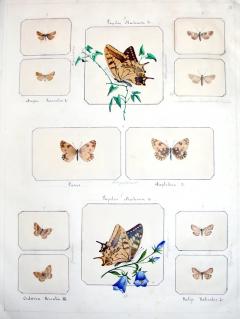 ITALIAN BUTTERFLY AND INSECT COLLECTION A COLLECTION OF 4 ALBUMS - 3124061