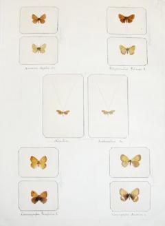 ITALIAN BUTTERFLY AND INSECT COLLECTION A COLLECTION OF 4 ALBUMS - 3124096