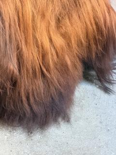 Icelandic Sheepskin - 4569197