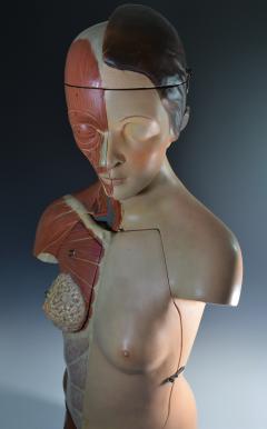 Incredible Female Anatomical Model by Louis H Meusel c 1920 - 1537480