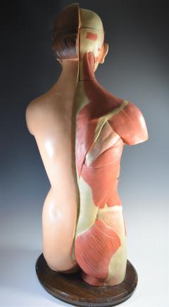 Incredible Female Anatomical Model By Louis H Meusel C