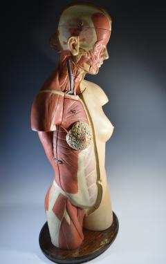 Incredible Female Anatomical Model by Louis H Meusel c 1920 - 1537487