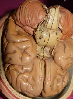 Incredible Female Anatomical Model by Louis H Meusel c 1920 - 1537539