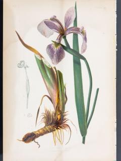 Iris Versicolor Blue Flag Botanical Print on Paper USA Early 20th C  - 3621254