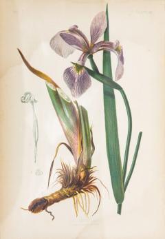 Iris Versicolor Blue Flag Botanical Print on Paper USA Early 20th C  - 3621307