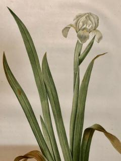 Iris Virescens Lalics Hand Colored Engraving Signed P J Redoute - 2971886