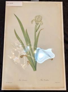 Iris Virescens Lalics Hand Colored Engraving Signed P J Redoute - 2971893