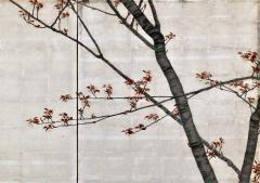 Isobe Hyakurin 1895 Meiji Japanese Screen Pair Cherry Blossoms Autumn Maples on Silver Leaf - 4388033