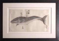 JAPANESE WHALE WATERCOLOR KO KUJIRA GRAY WHALE - 2802994