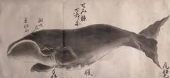 JAPANESE WHALE WATERCOLOR SEMI KUJIRA RIGHT WHALE - 2803228