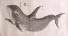 JAPANESE WHALE WATERCOLOR SHACHI KILLER WHALE - 2803229