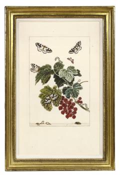 Jacob L Admiral Group of Six Insects with foliage - 2279861
