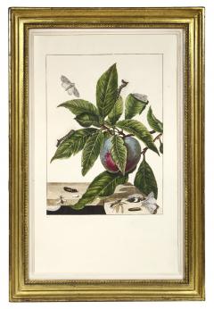 Jacob L Admiral Group of Six Insects with foliage - 2279865