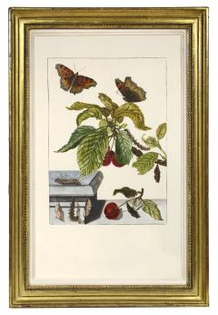Jacob L Admiral Group of Six Insects with foliage - 2279866