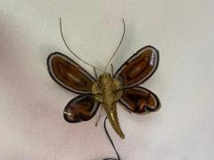 Jacques Duval Brasseur 1970 Butterfly Wall Lamp in Bronze Duval Brasseur Or Isabelle Faure 28 X H 35 - 3244966
