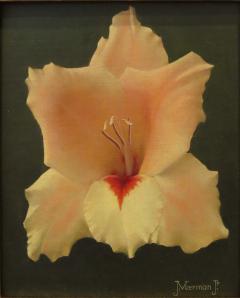 Jan Voerman Gladiola Pink and Red - 153837