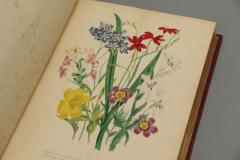 Jane C Loudons The Ladies Flower Garden of Ornamental Bulbous Plants  - 1084554