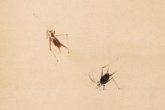 Japanese Antique Scroll of Crickets - 4124465