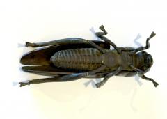 Japanese Articulate Bronze Grasshopper Jizai Okimono Myochin Linage Signed - 4472789