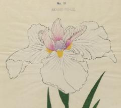 Japanese Iris AKASHI NO UE - 2395416